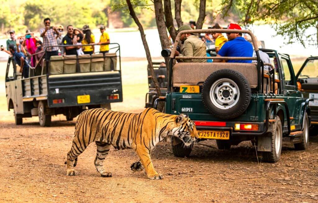 jungle-safari-ranthambore