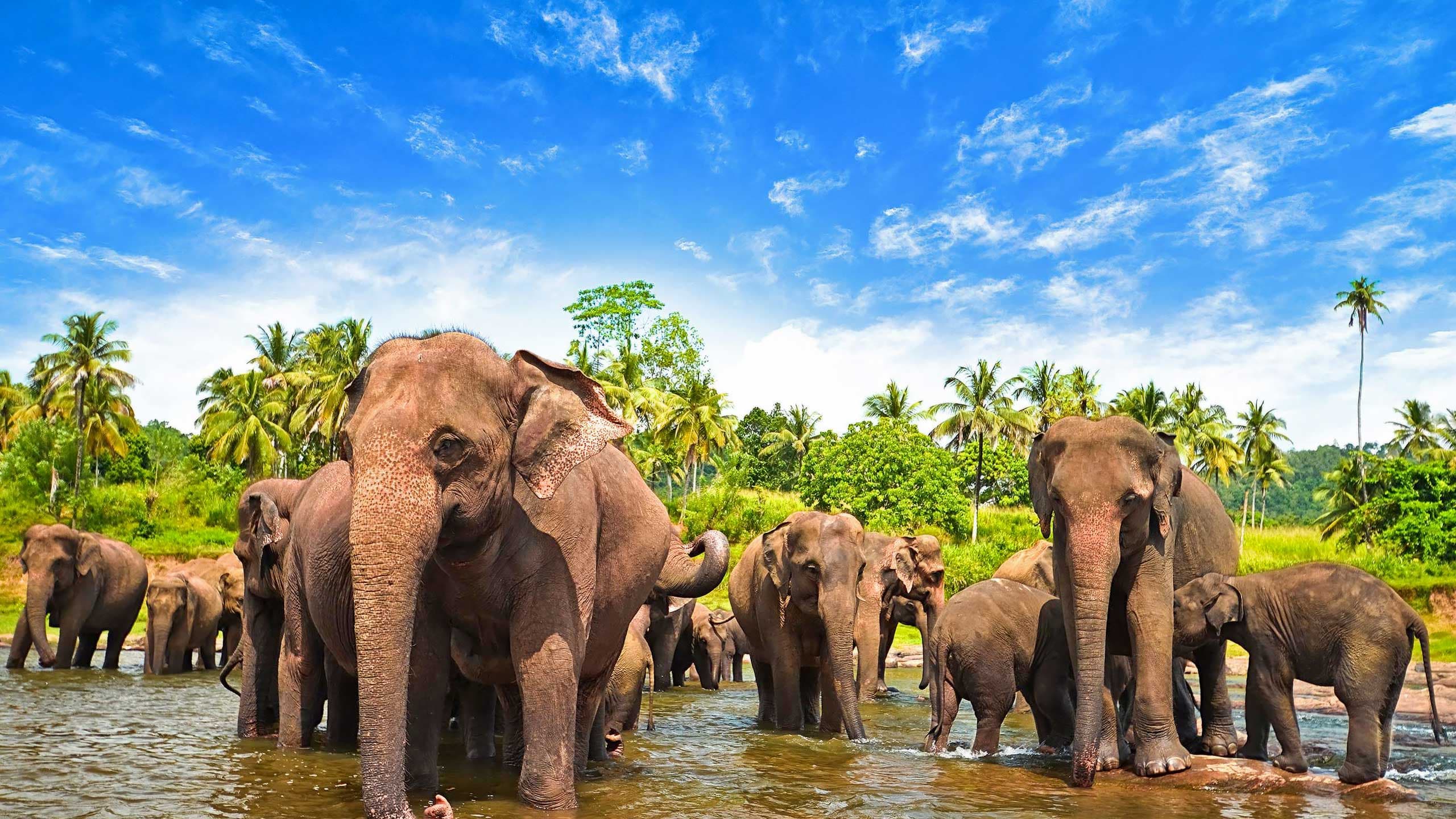 Wildlife Safari
